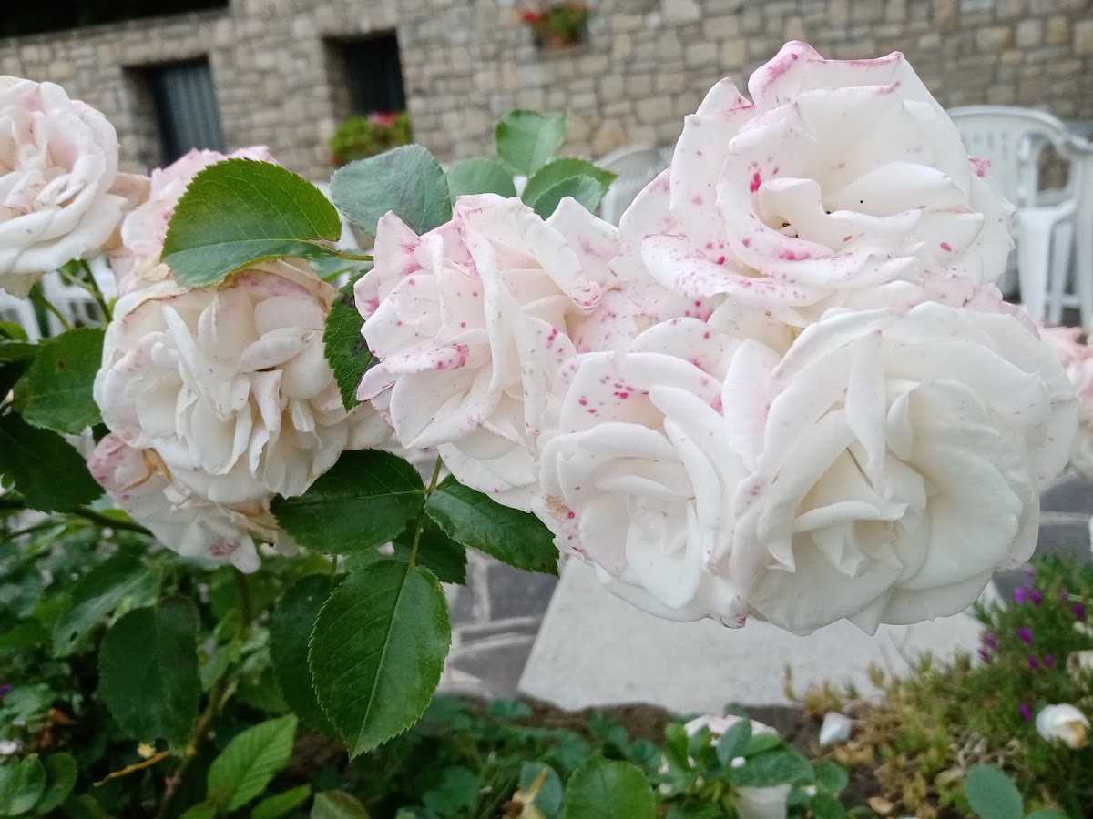 Ristorante Pizzeria Bar Cristina Photos 2